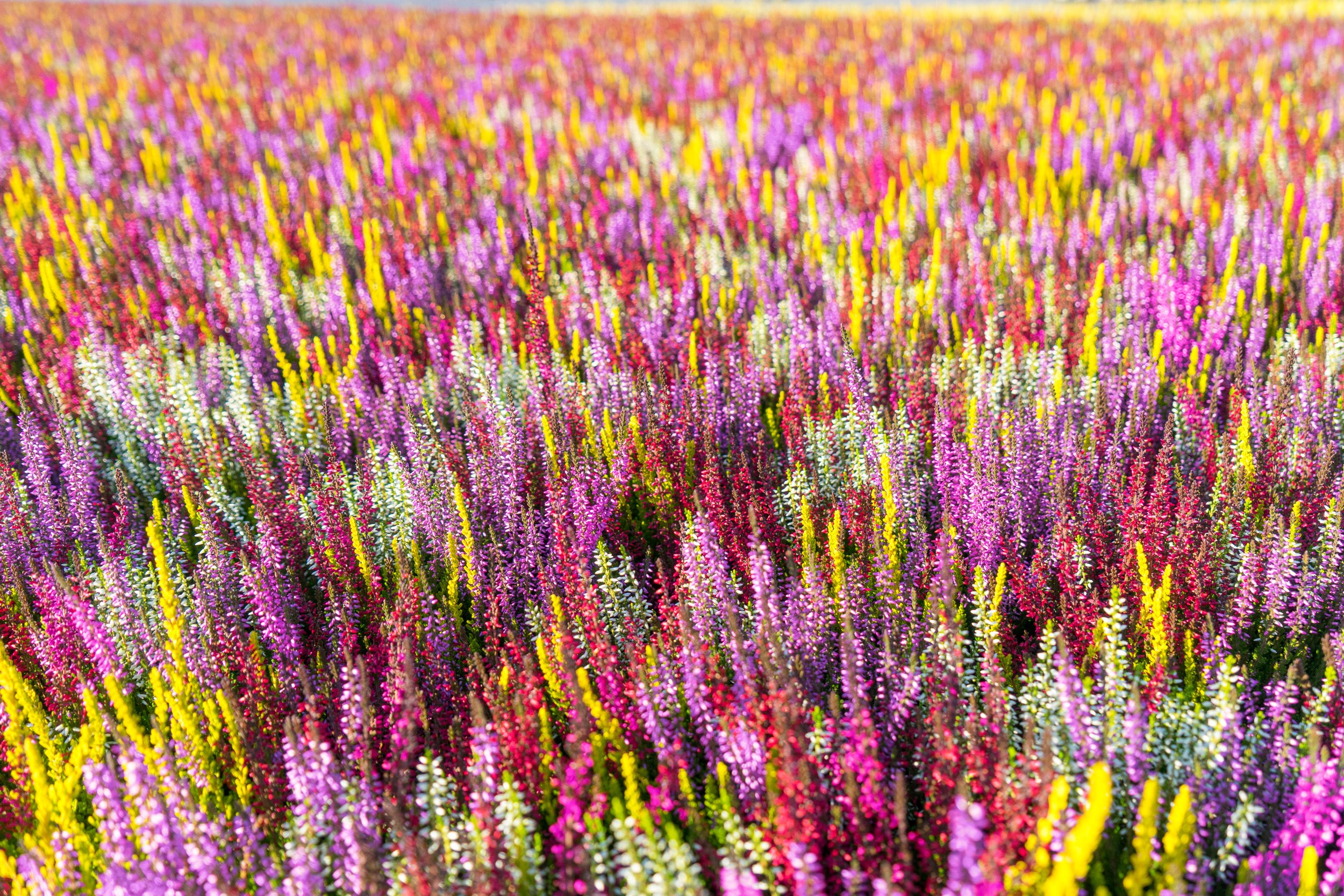 Gardengirls Smixies auf der Fläche