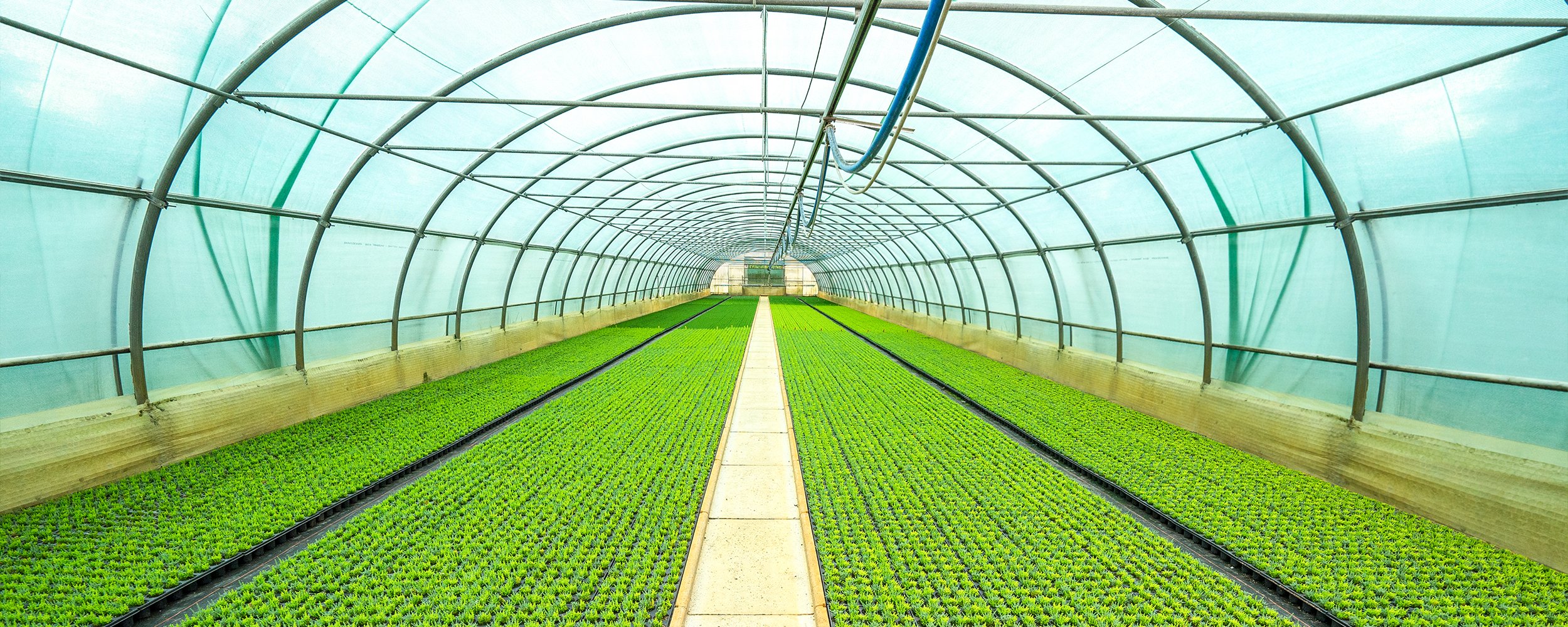 Jan Kapels Heide-Jungpflanzen im Tunnel