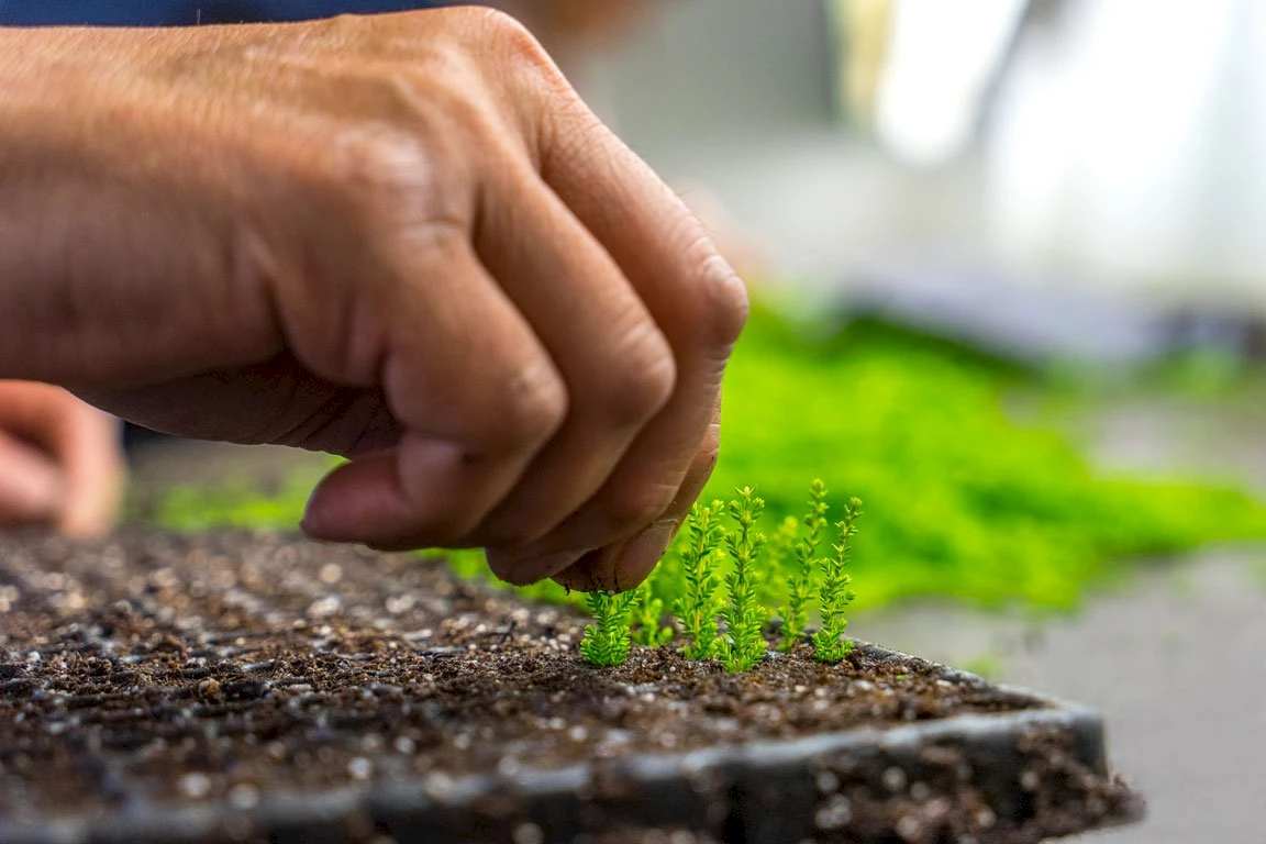 Jan Kapels Heidejungpflanzen Stecklinge