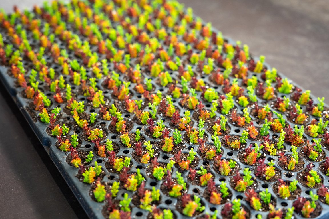 Jan Kapels Heidejungpflanzen – Heidejungpflanzen werden gesetzt