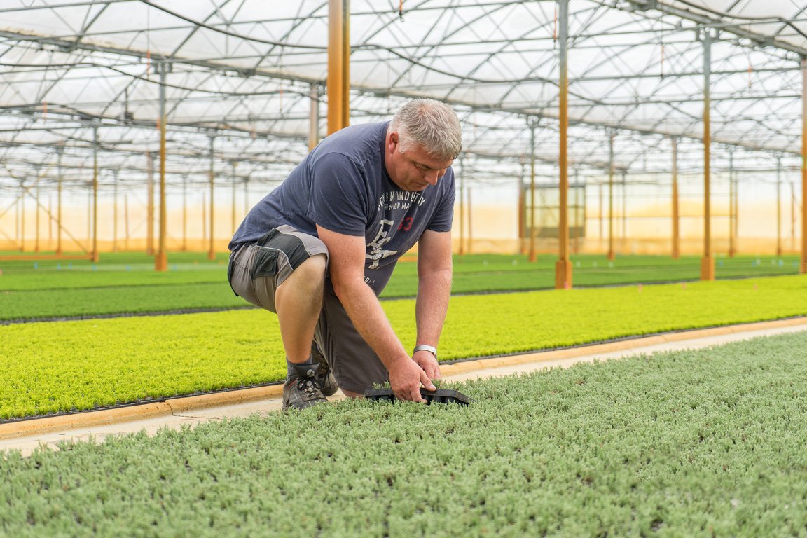 Jan Kapels Heidejungpflanzen im Rovero