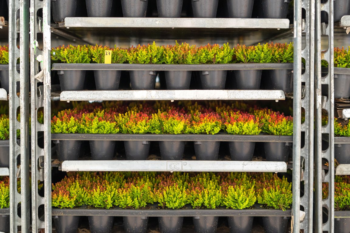 Jan Kapels Heidejungpflanzen auf CCs