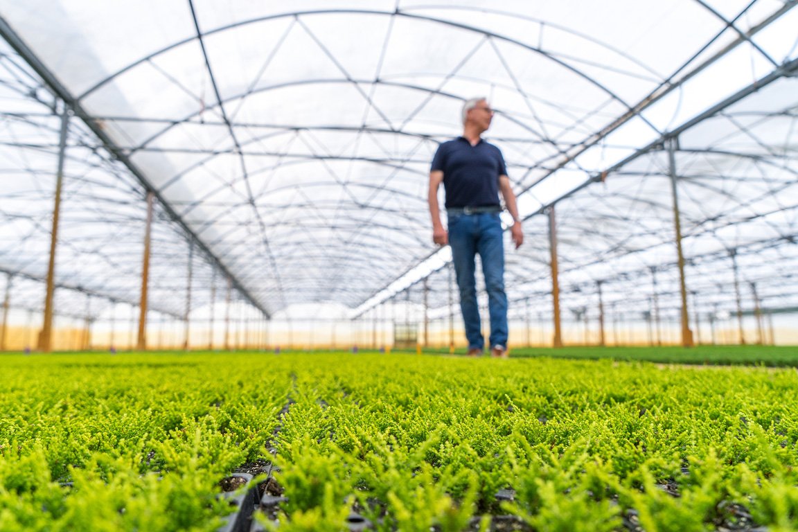 Jan Kapels Heidejungpflanzen