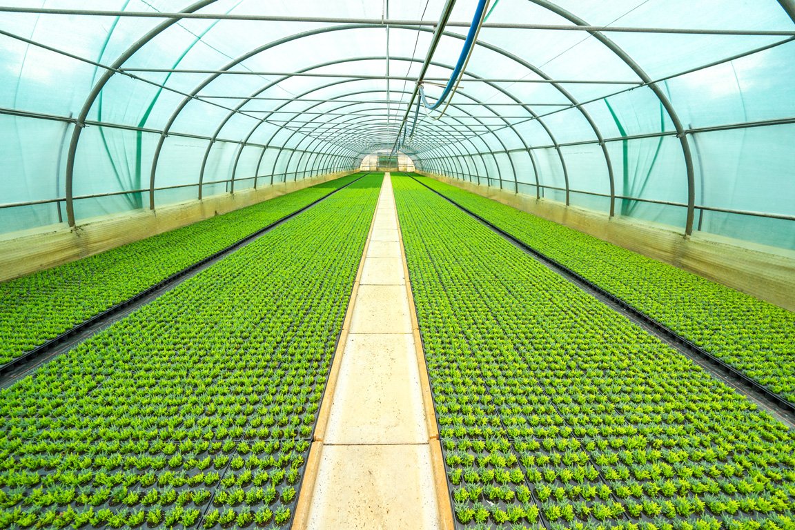 Jan Kapels Heidejungpflanzen im Tunnel