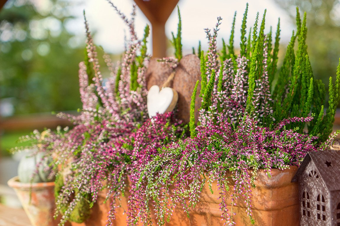 Gardengirls® Up Down Girl Heide im Topf dekoriert