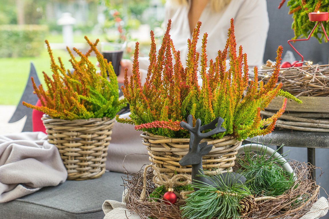 Gardengirls® Sunset Girls® weihnachtliche Dekoration mit Heide