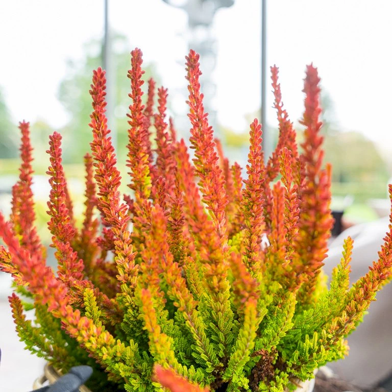 Gardengirls® Sunset Girls® Nahaufnahme Heide mit roten Rispen