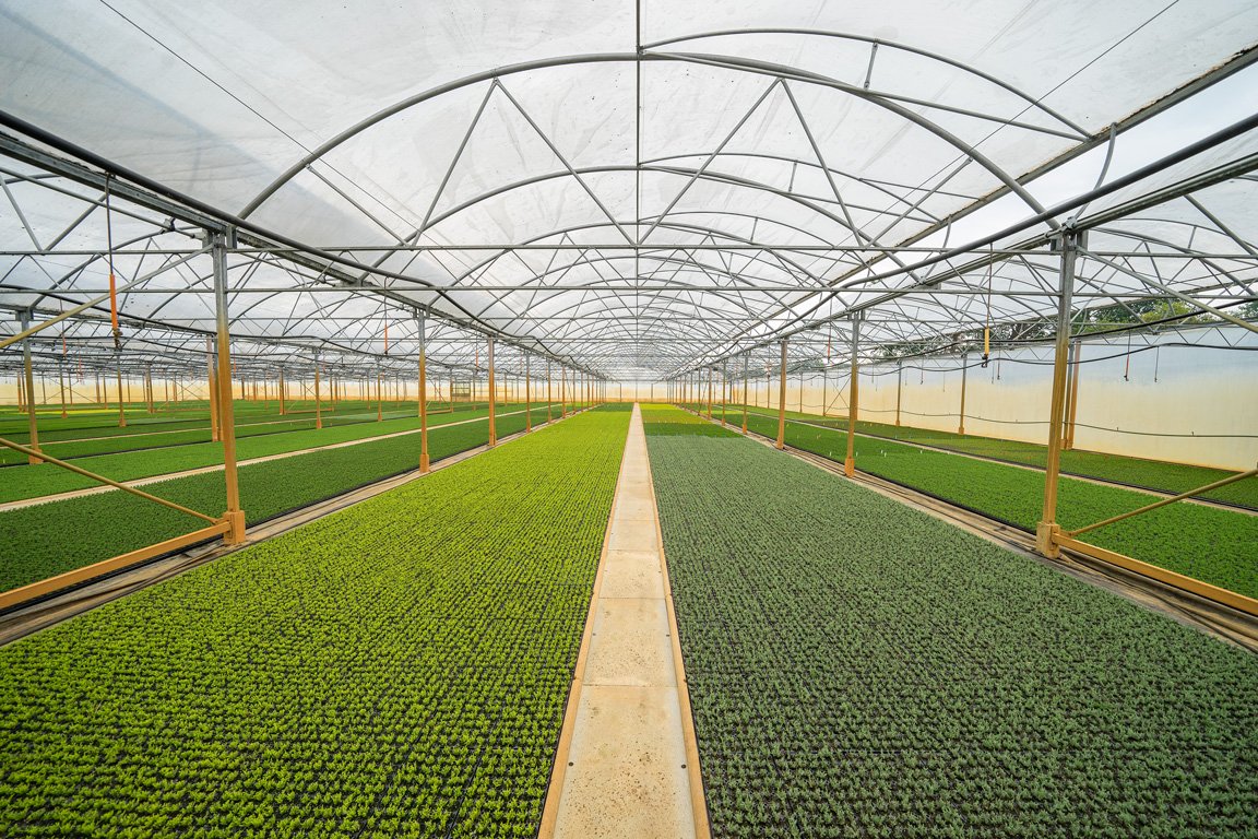 Jan Kapels Heidejungpflanzen im Tunnel