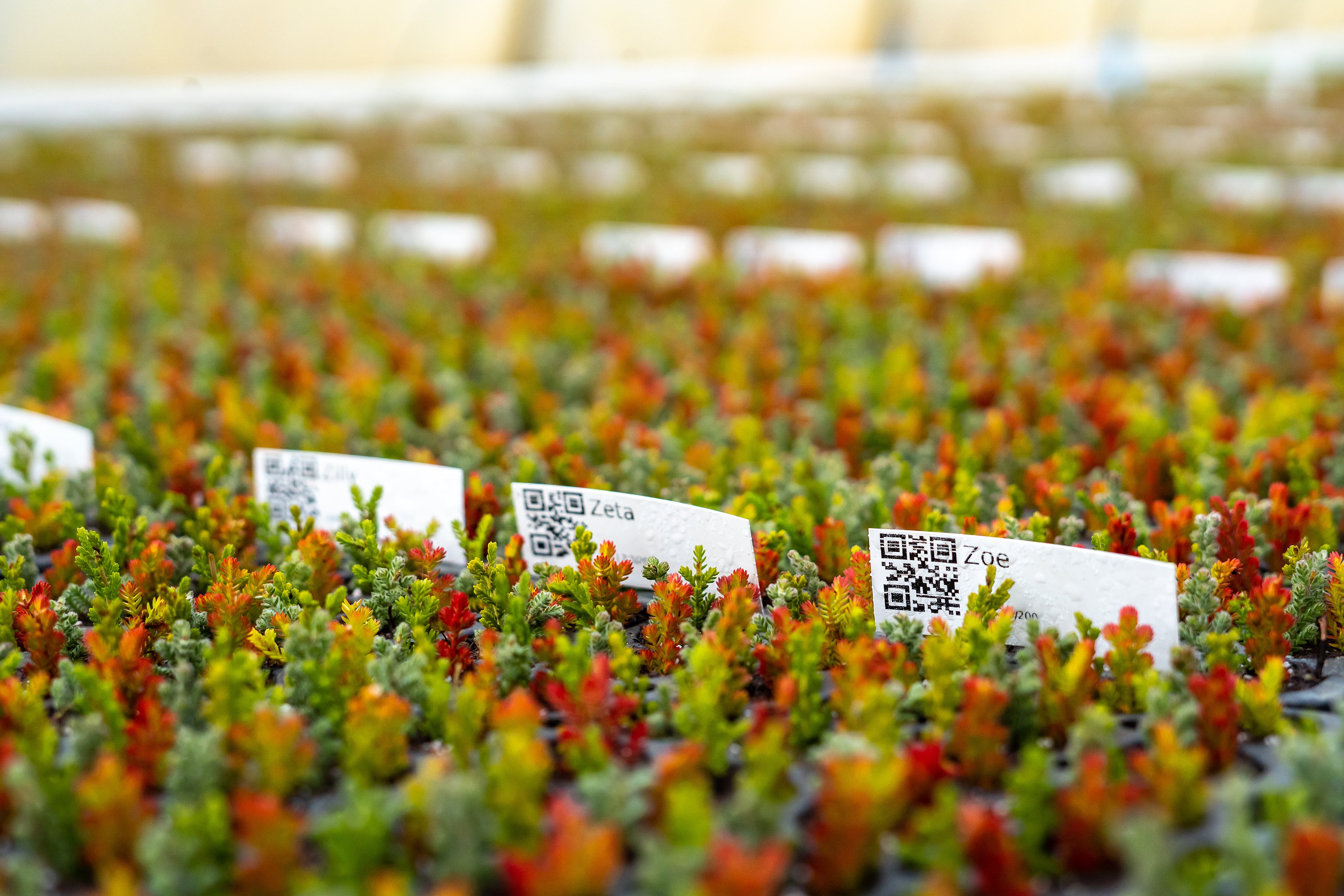 Jan Kapels Heide-Jungpflanzen