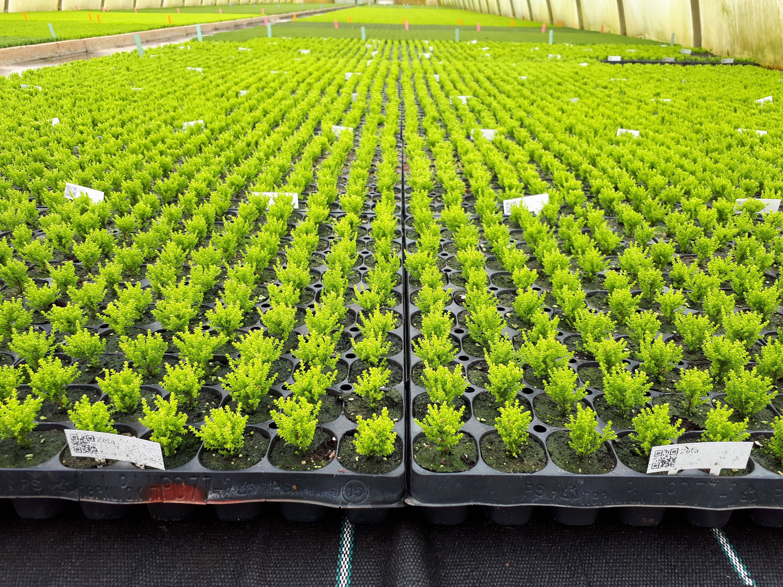 Jan Kapels Heide-Jungpflanzen