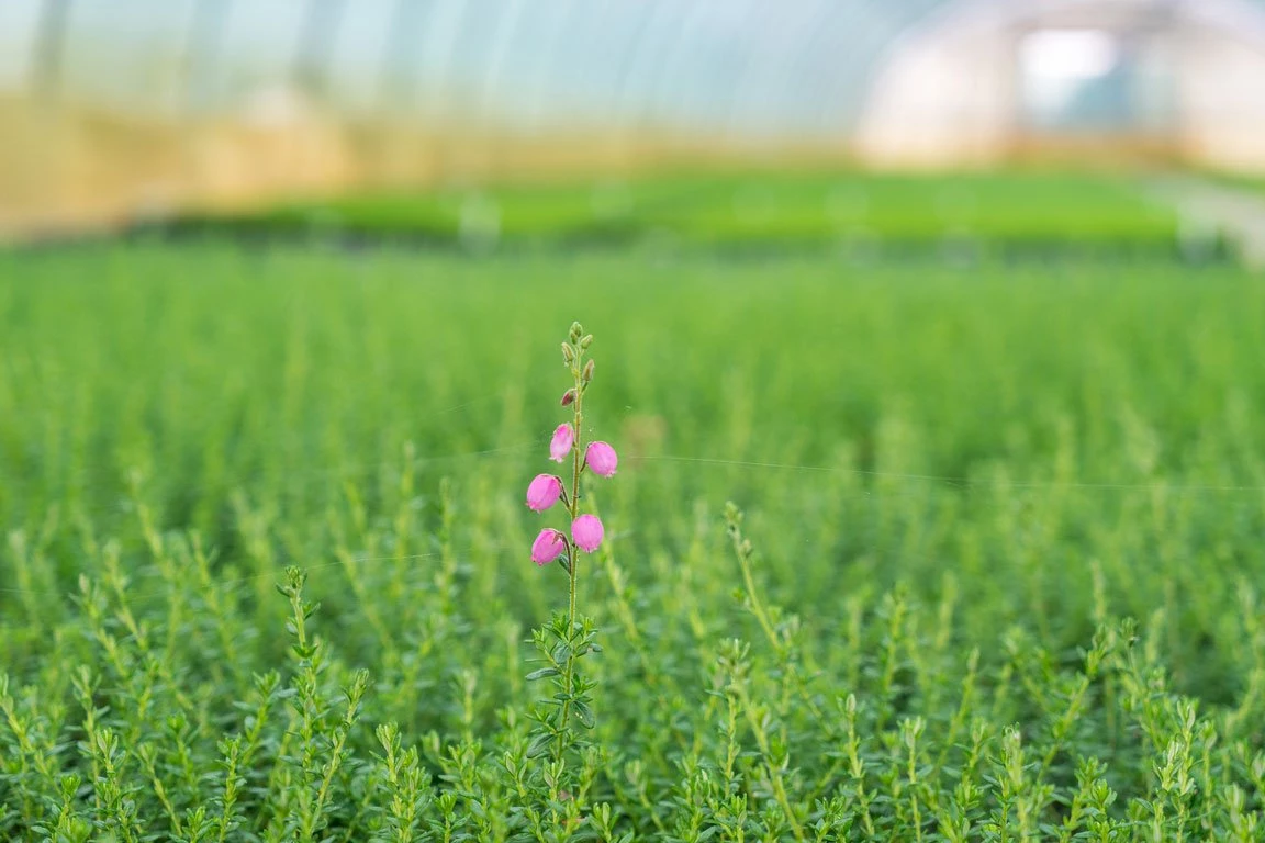 Jan Kapels Daboecia – Irische Glockenheide