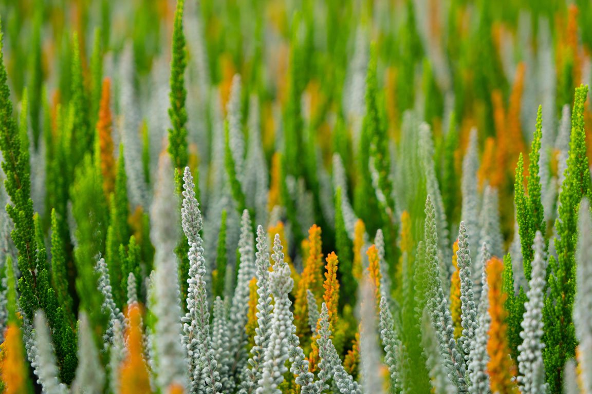 Gardengirls Sunset Fire Icy Fire