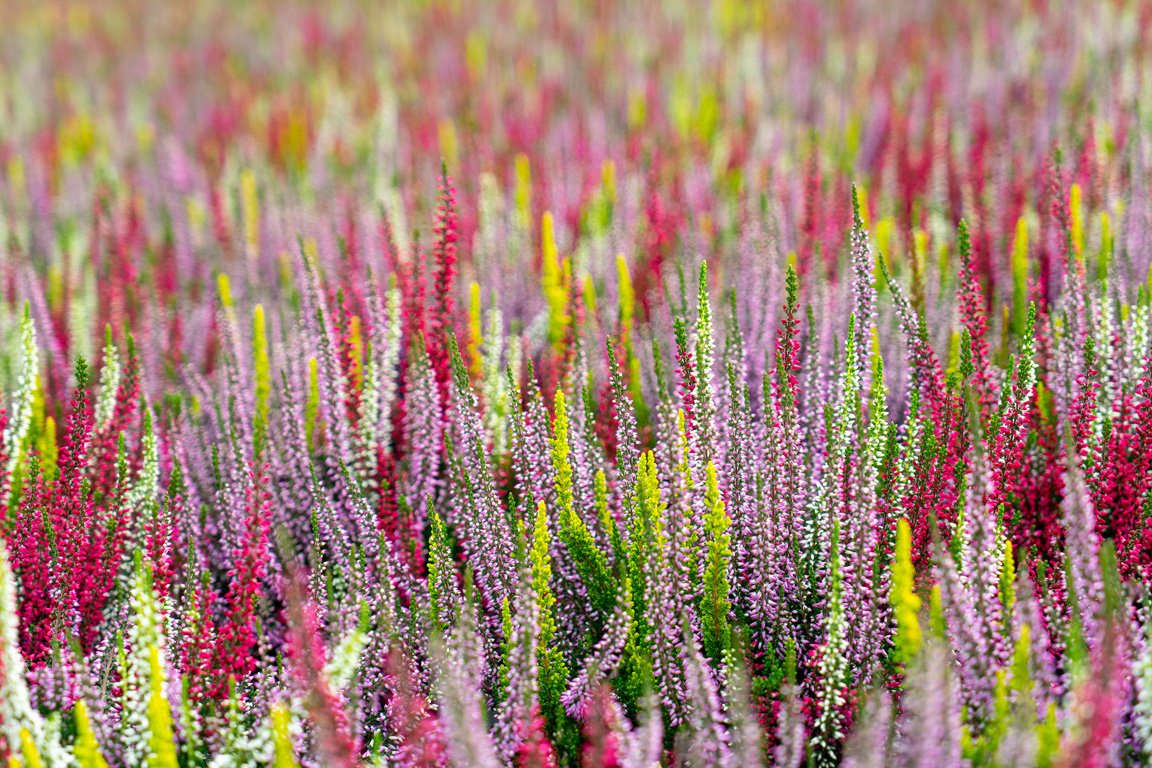 Gardengirls Quattro Girls