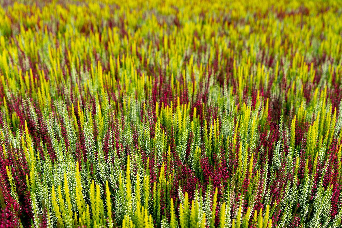 Gardengirls Trio Girls