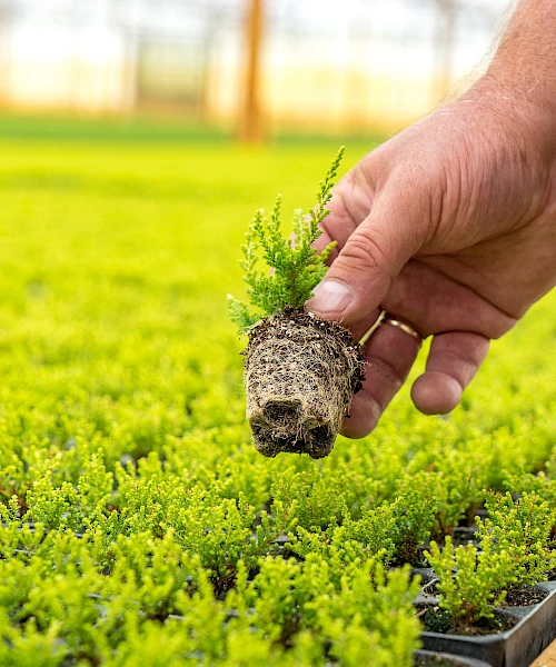 Jan Kapels Heide-Jungpflanzen