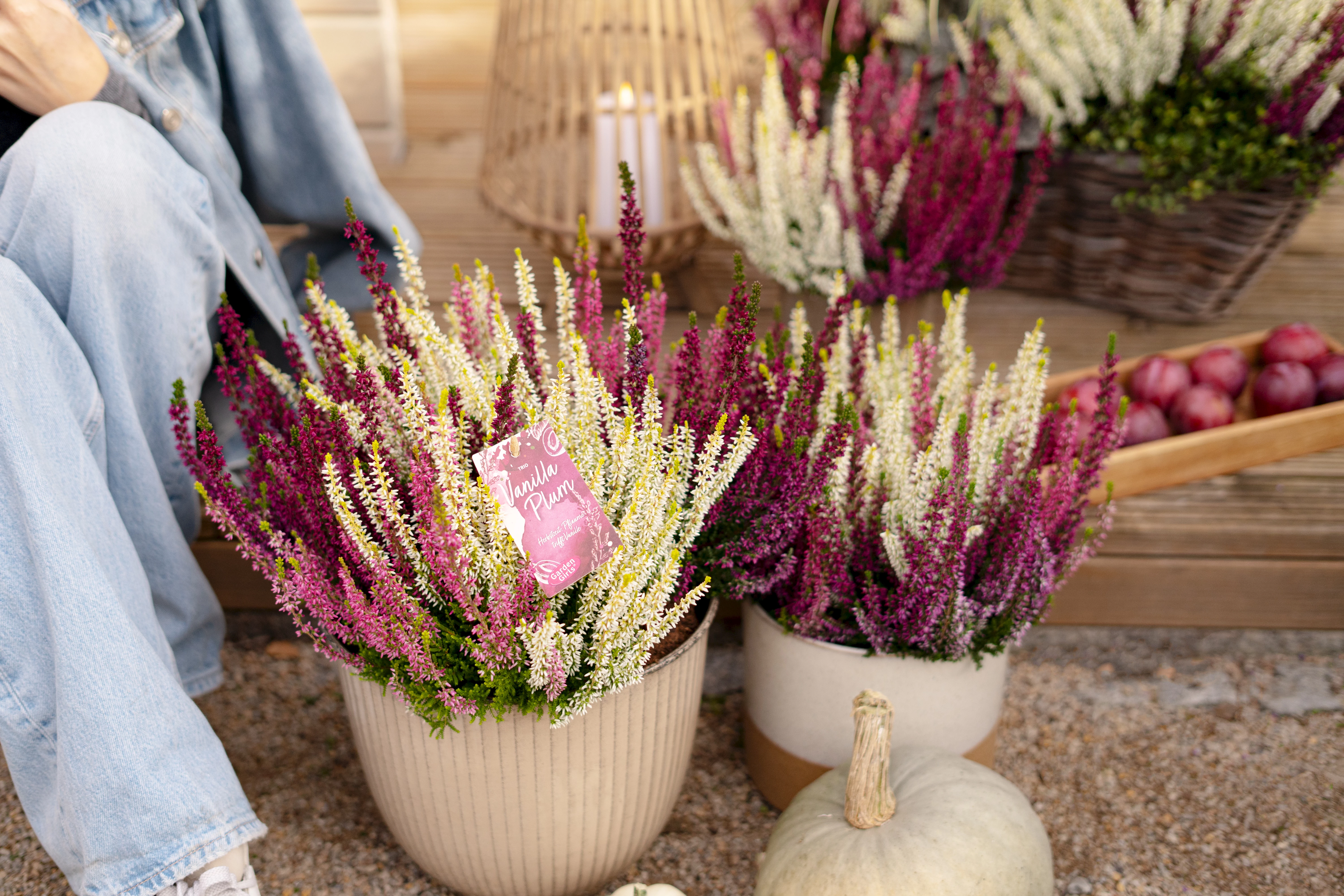 Gardengirls® Knospenblüher festliche Tischdekoration mit Heide